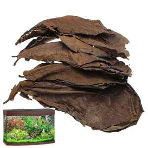 10 Pack of Natural Terminalia Catappa Leaves for Aquariums - Perfect Almond Leaf Toys for Betta Fish